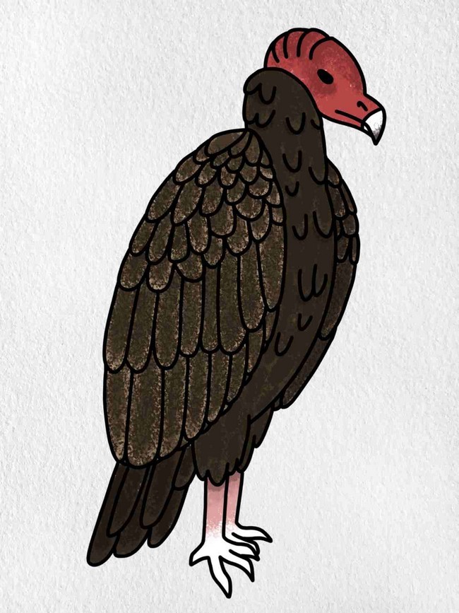  Easy Vulture Drawing