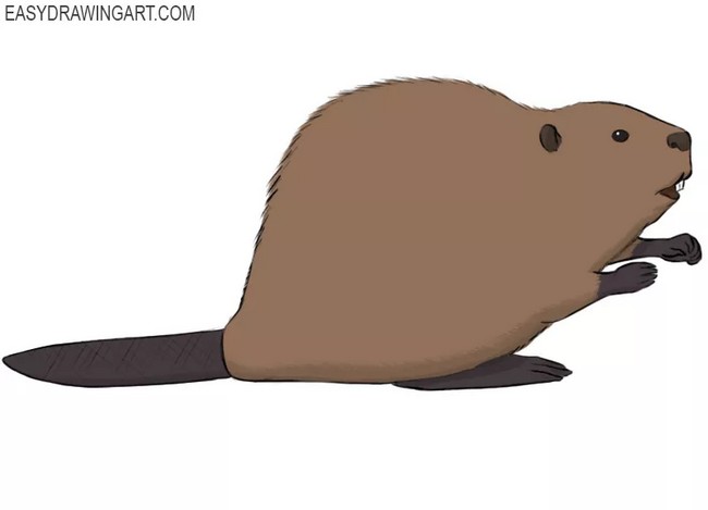 How To Draw A Beaver