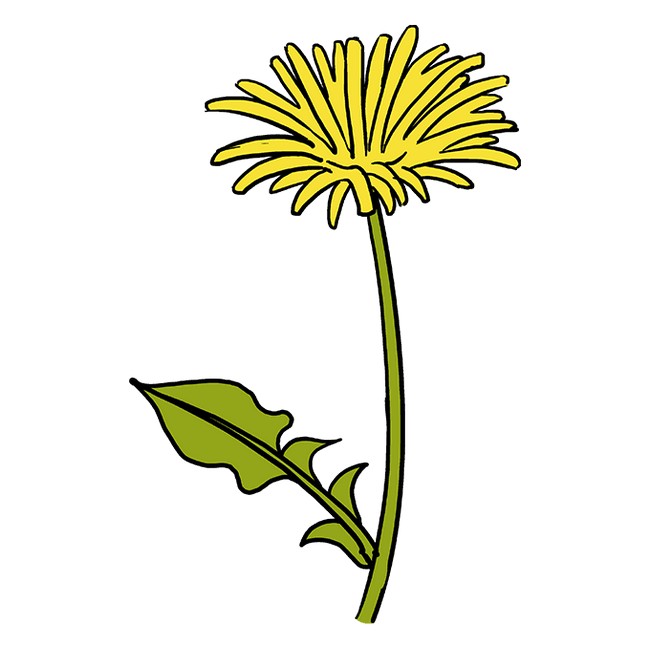 How To Draw A Dandelion