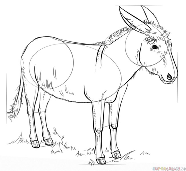 How To Draw A Donkey 1