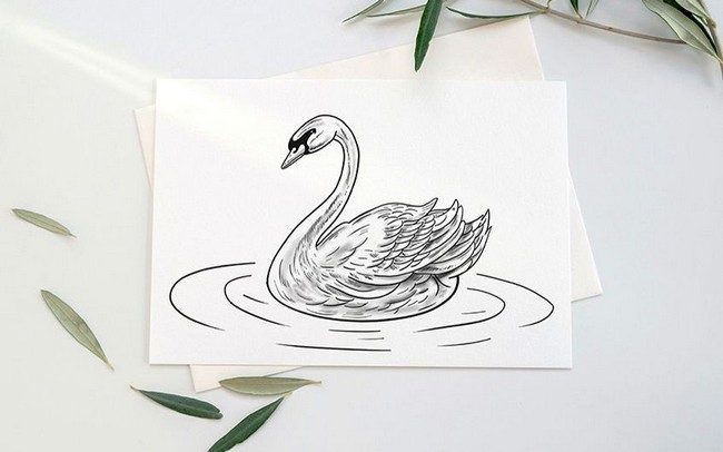 How To Draw A Realistic Swan