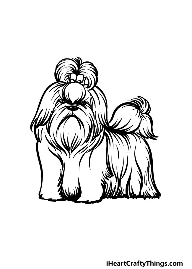 How To Draw A Shih Tzu A Step By Step Guide