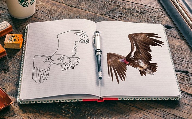  How To Draw A Vulture – An Easy Step-by-step Vulture Drawing Tutorial