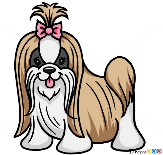 How To Draw Shih Tzu Dog Dogs And Puppies