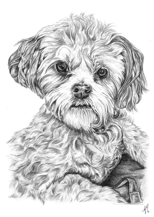 Pencil sketch Of Bichon Frise Cross