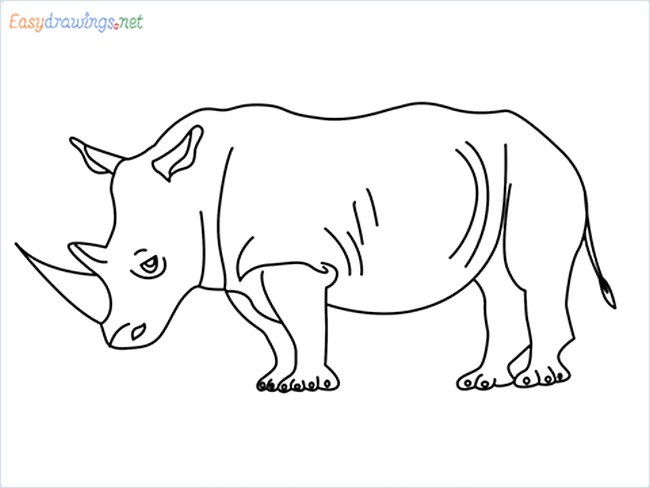 Rhino Drawing