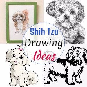 Shih Tzu Drawing Ideas