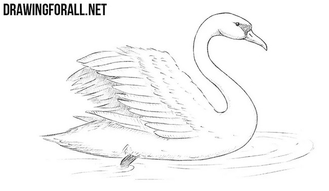 Swan Drawing